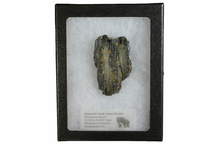 Mammoth Molar Slice With Case - South Carolina #144259